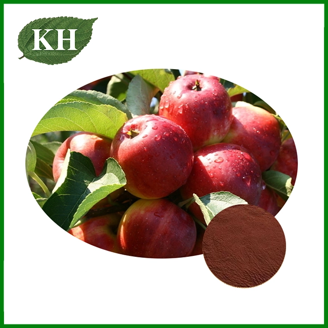 Apple Extract Powder Apple Extract Powder